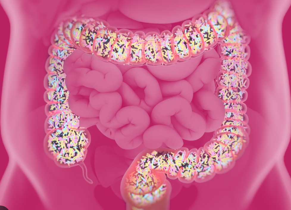 probiotique flore intestinale